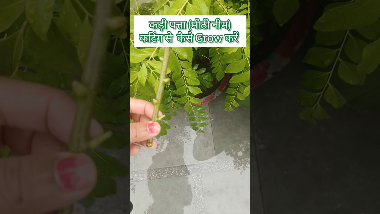 कड़ी पत्ता (मीठी नीम) की कटिंग से आसानी से कैसे उगाएं 🌿