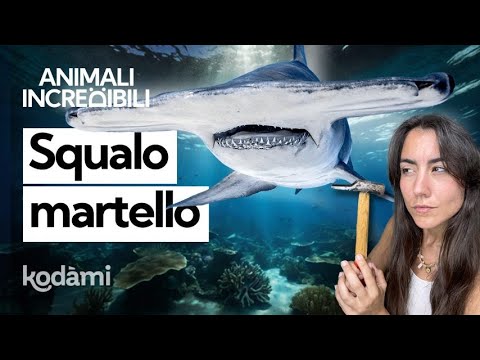 Sai a cosa serve il "martello" dello squalo martello? Perché ha questa forma e quanto è pericoloso