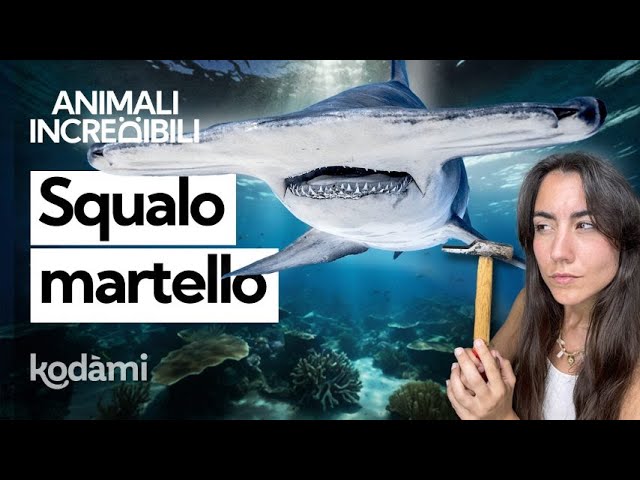 Sai a cosa serve il "martello" dello squalo martello? Perché ha questa forma e quanto è pericoloso