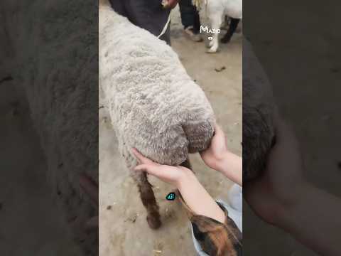 خروف غريب الشكل... ولكن طبيعي 100%!