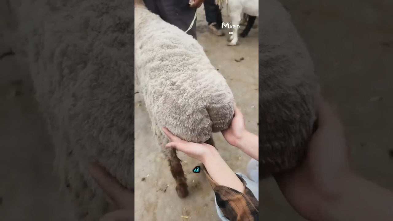 اكتشف سر الخروف الأردافي النادر 🐑: شكل غريب وميزة فريدة من نوعها!