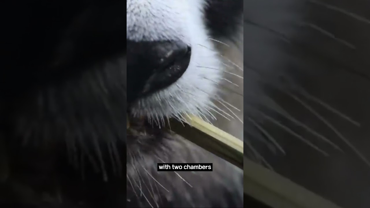 Pandas' Unique Digestive System πΌ