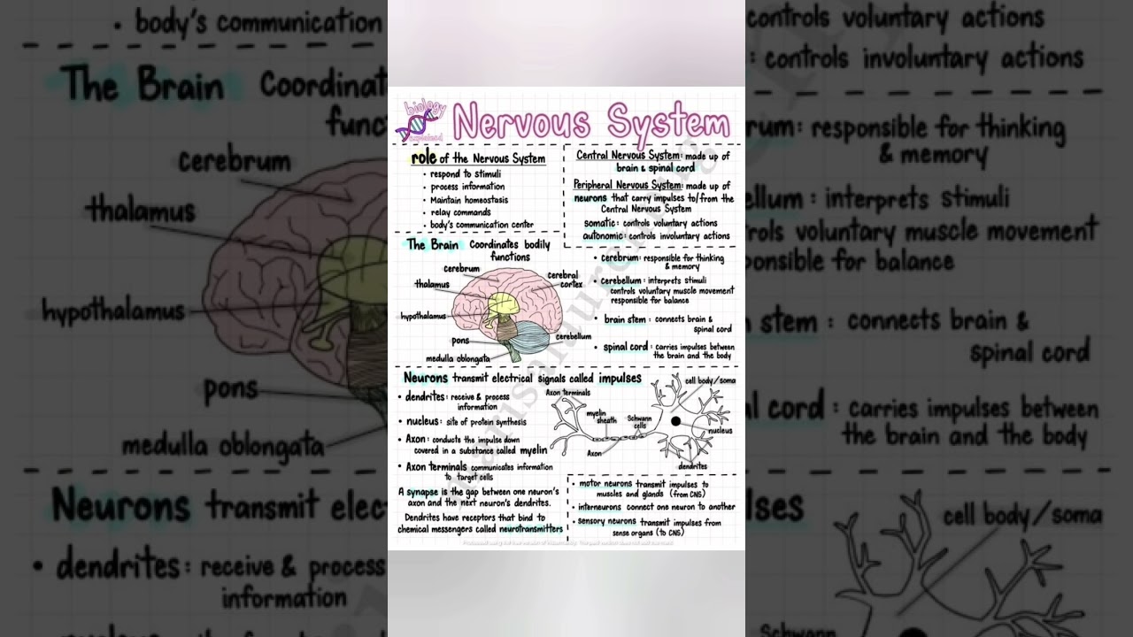 Nervous System Overview: Anatomy & Functions 🧠