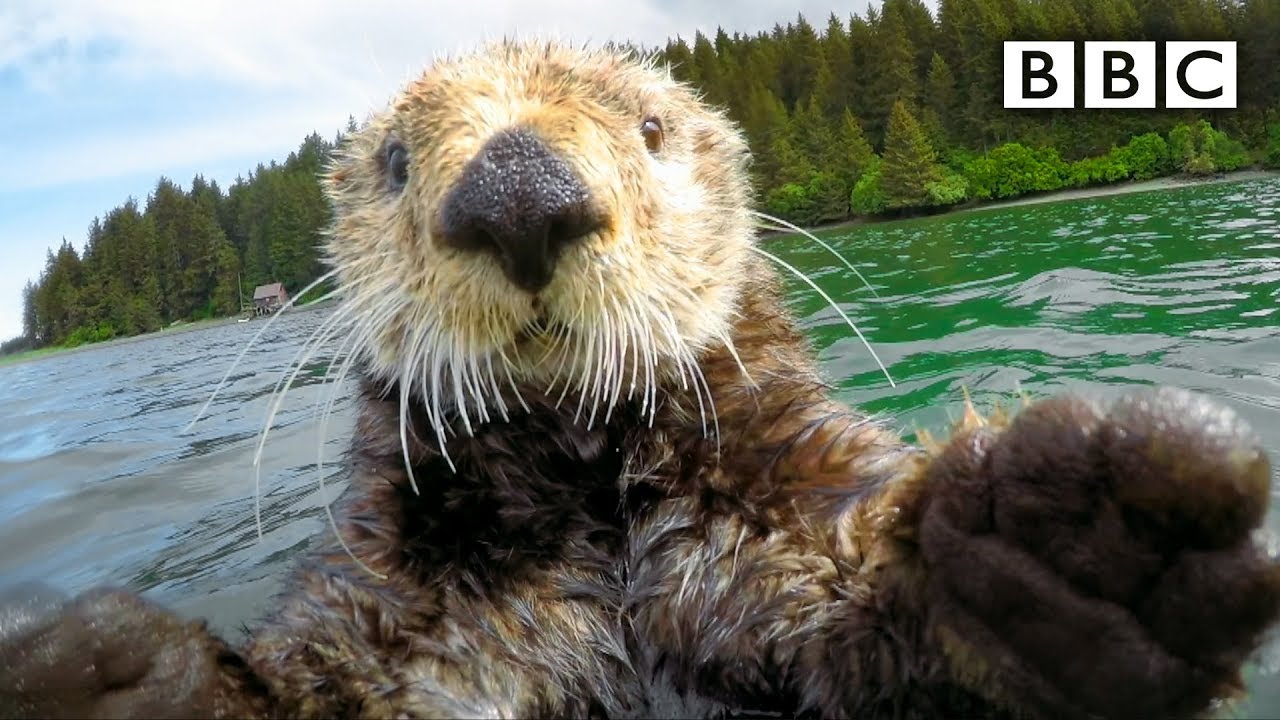 Spy Camera Catches Adorable Otters in Action 🦦