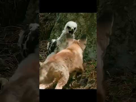 Father Eagle Saves Baby's Form Fox By info fact News