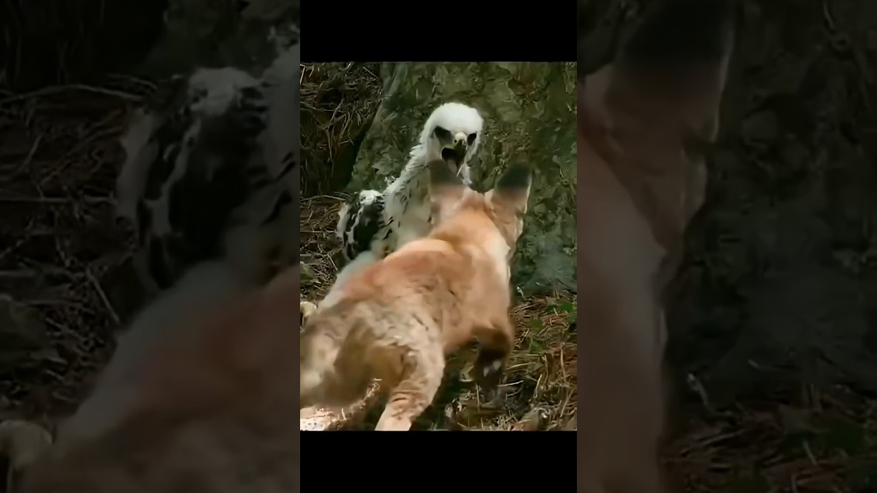 Heroic Eagle Rescues Baby Fox from Attack 🦅