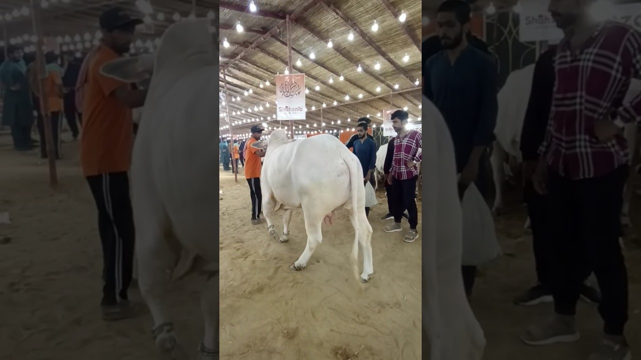 ☝️🤩 Hum Maweshi mandi a gaye 🐄🐂🔥🔥 #cow #bull #bakraeid #cattle #cowmandi #shorts #viral #short #gay