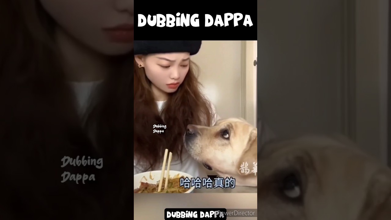 Hilarious Dog Moments That Will Make You Laugh 😂 #shorts