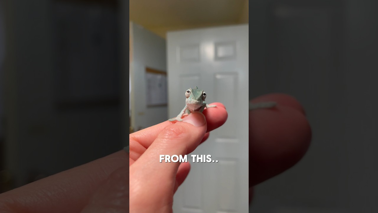 Baby Panther Chameleons Grow Fast! π¦