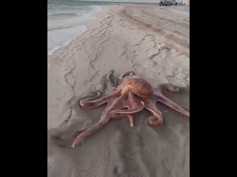 Amoeba: A Motile Unicellular Organism 🦠