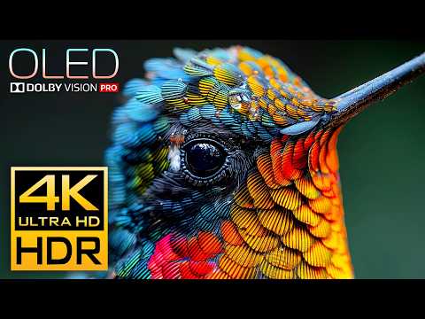 Fantastic 4K HDR 120fps Video - Dolby Vision [OLED DEMO]
