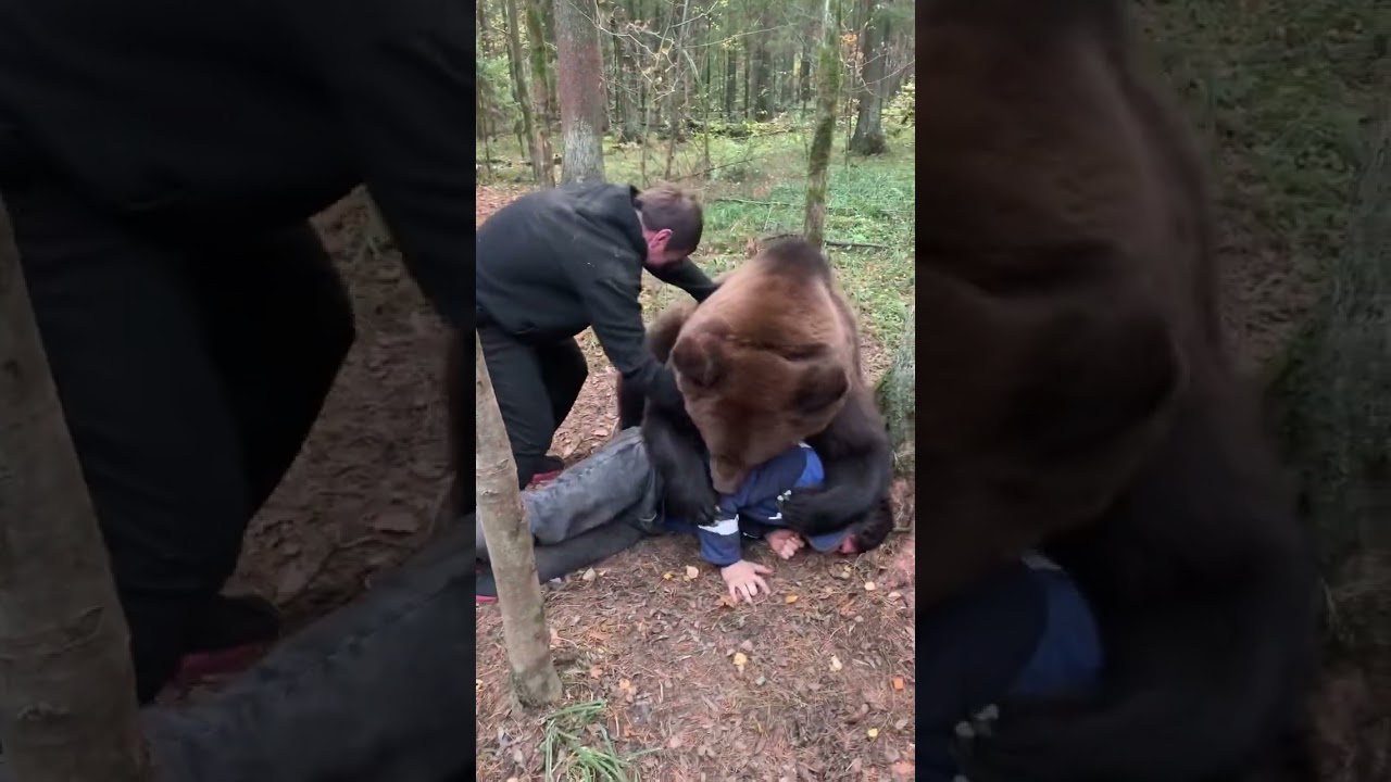 Медведь Том выходит к людям: битва с друзьями 🐻