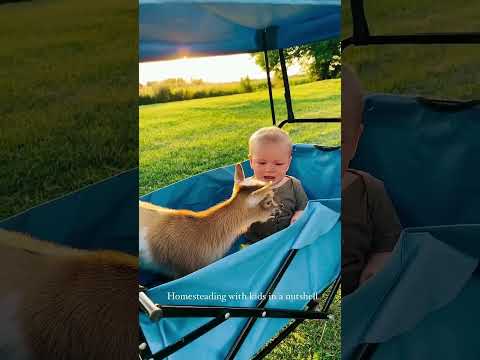 😆 صوت طفل لطيف وصغير💕 #ماعز #animals #goat #sound #sheep #food #farming #farmlife #beautiful #غنم