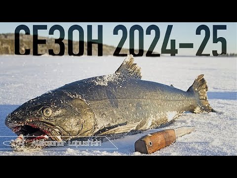 Зимний сезон 2024-2025: рекордный марафон 🚗