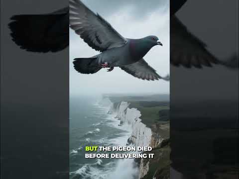 Secret WWII Messages Still UNCRACKED Today! 🔐🐦