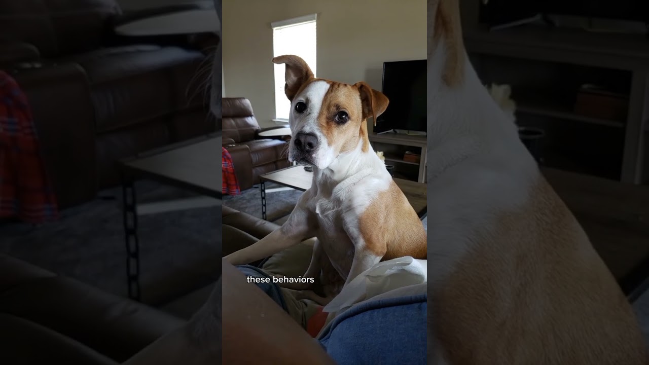 Signs of Fear in Dogs 🐶