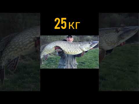 самая большая щука в мире #рыбалка #карась