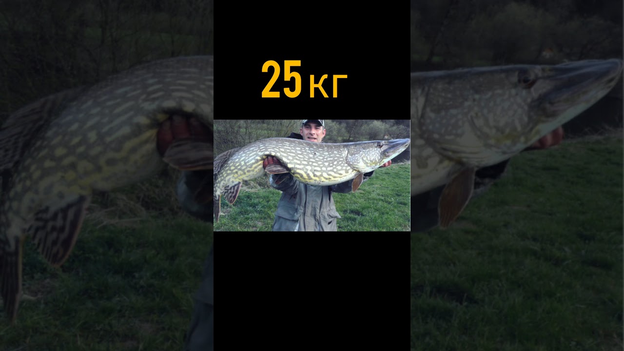 Самая большая щука в мире — невероятное рыболовное достижение 🎣