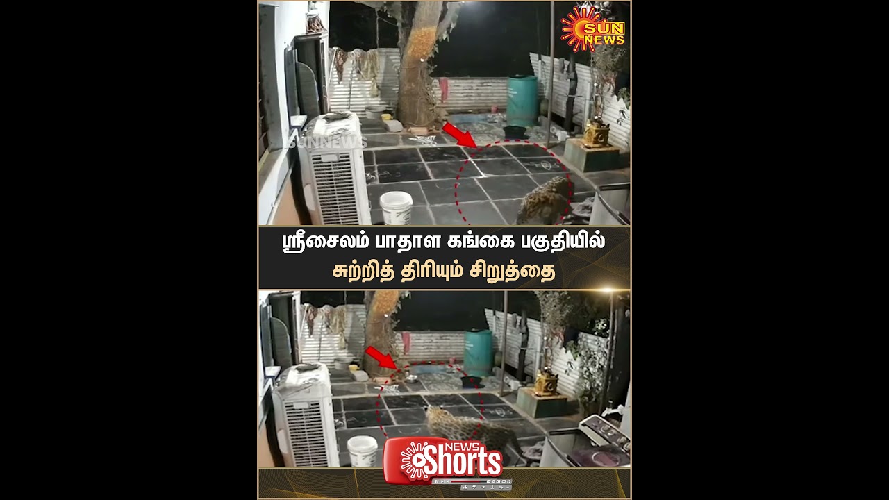 Leopard Roaming in Patalaganga, Srisailam, Andhra Pradesh