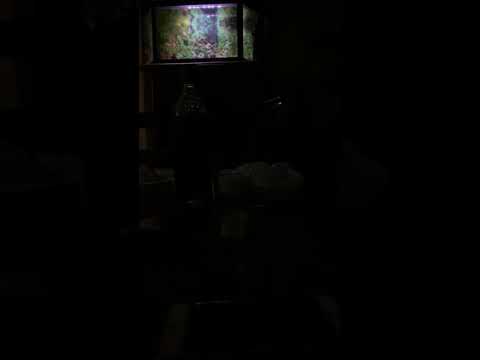 Surakeemata ho bongo cover