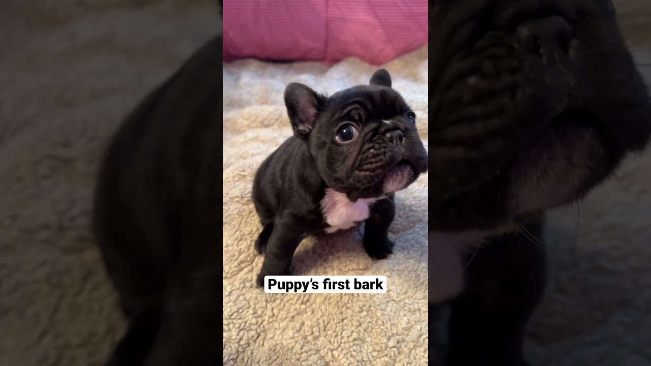 Frenchie Puppy’s First Squeaky Bark 🐶