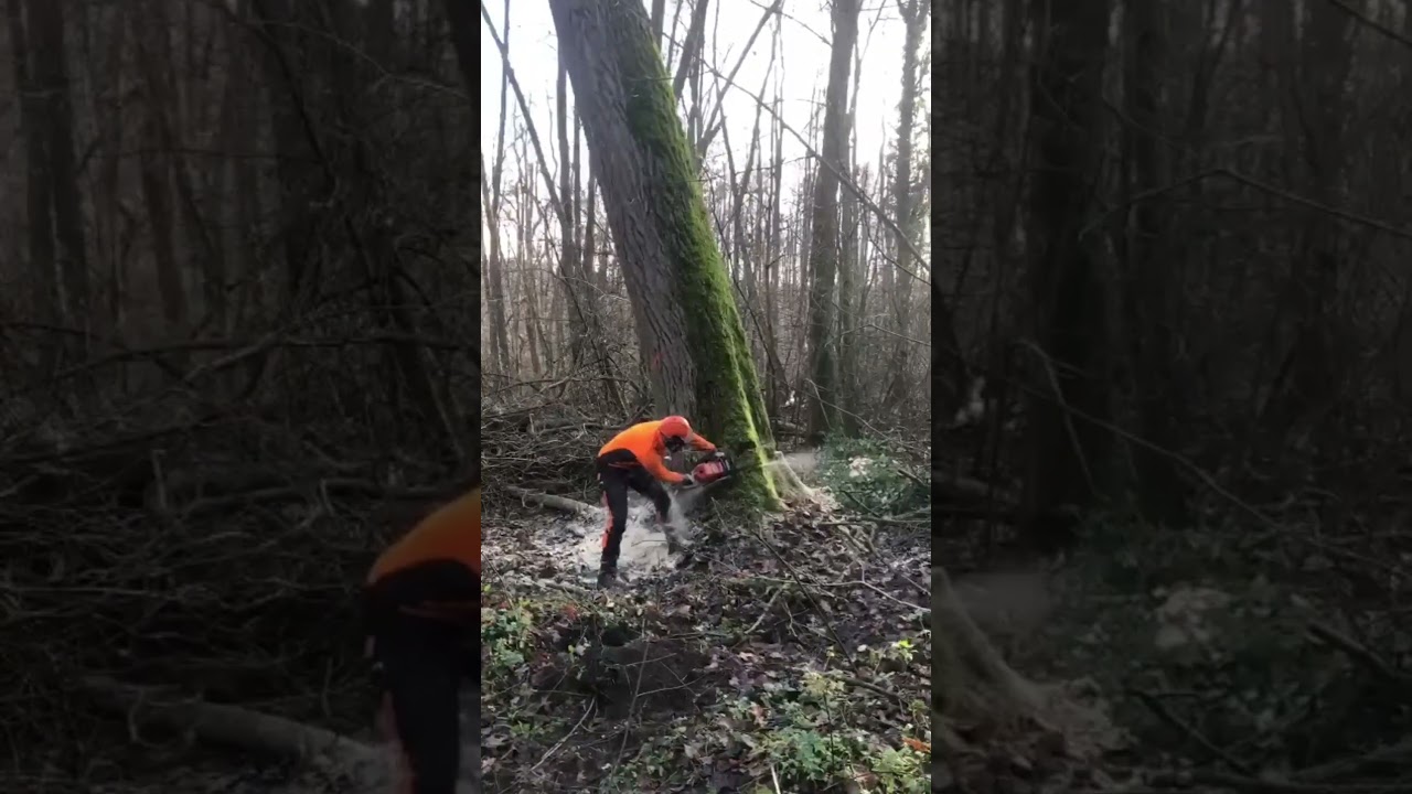 Meisterhafte Arbeit in der Forstwirtschaft 🔥