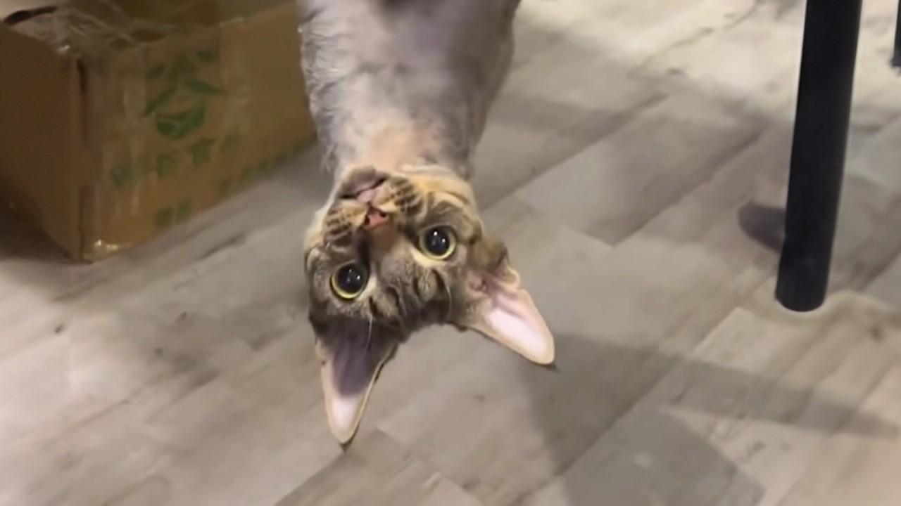 EN GALÈRE 2 : Soutenez Parole de Chat 🐾