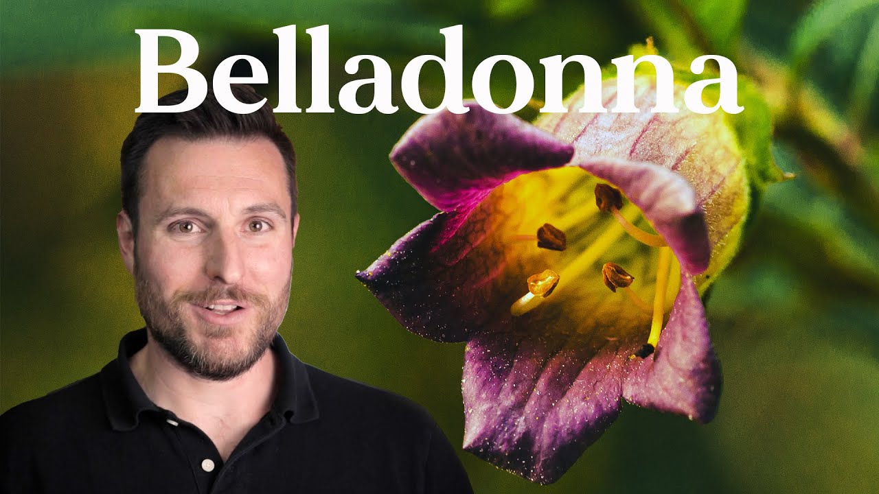 Belladonna: From Poison to Medicine 🌿
