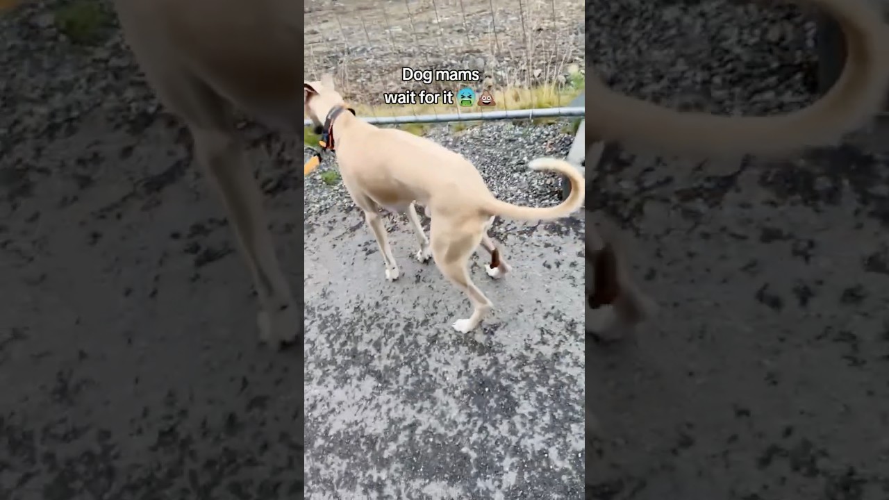 Picking Up Dog Poop: A Necessary Chore 🐶💩