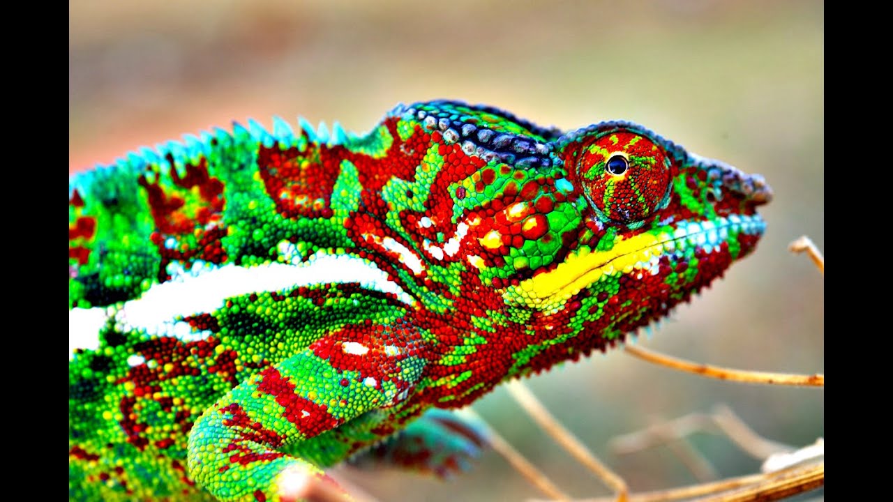 How Do Chameleons Change Color? 🦎