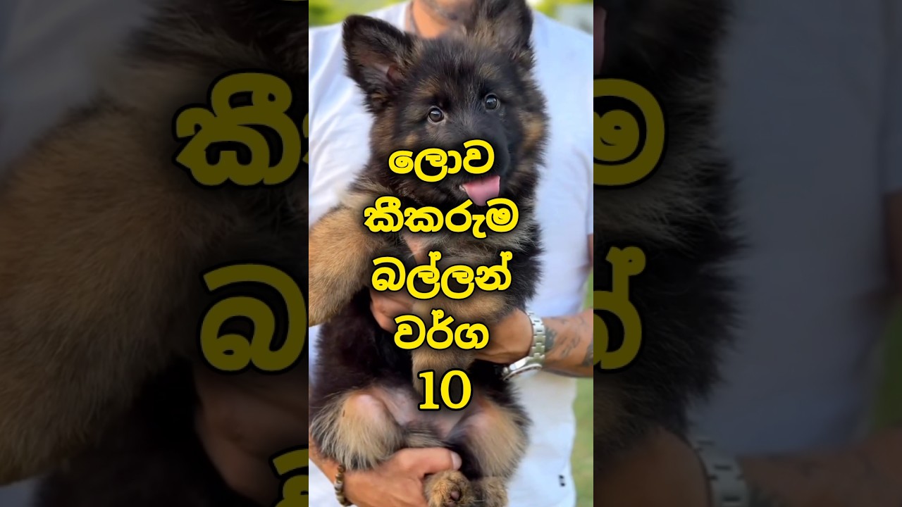 Top 10 Most Obedient Dog Breeds 🐶