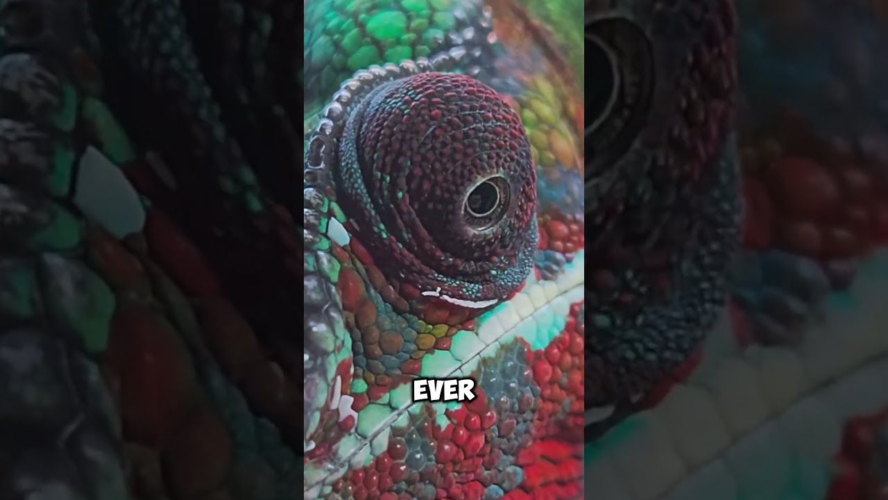 Top 5 Animals with superpower vision!