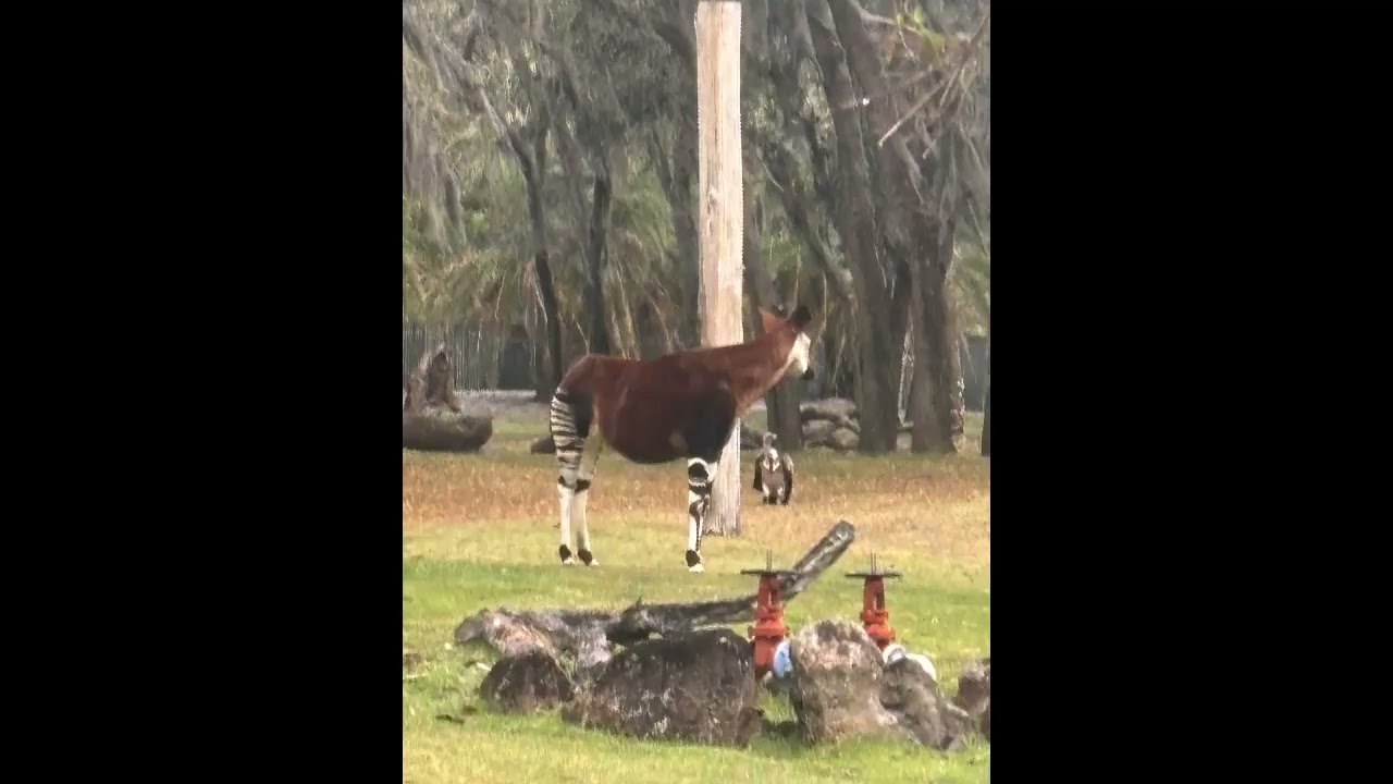 Okapi Sound Effect 🦒