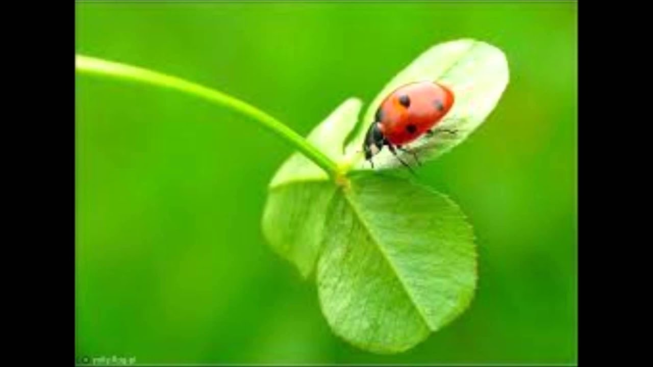 Robert Janowski - Poruszająca piosenka z filmu 'Kto nigdy nie żył...' 🎬