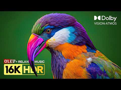 12K VIDEO ULTRA HD