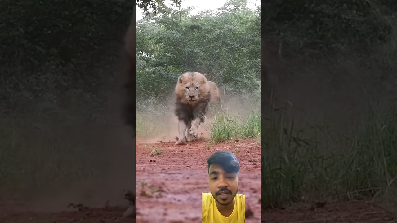 Jungle King Singh 🦁 | Lions & Safari Adventure