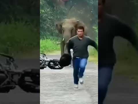 L'éléphant est soumis à un cycliste. 😱😮