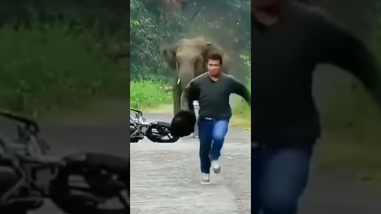 L'éléphant face à un cycliste : une rencontre inattendue