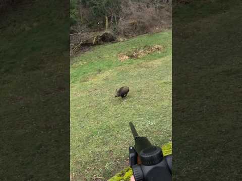 TIR D’UN SANGLIER À QUELQUES MÈTRES !! #sanglier #battue #board