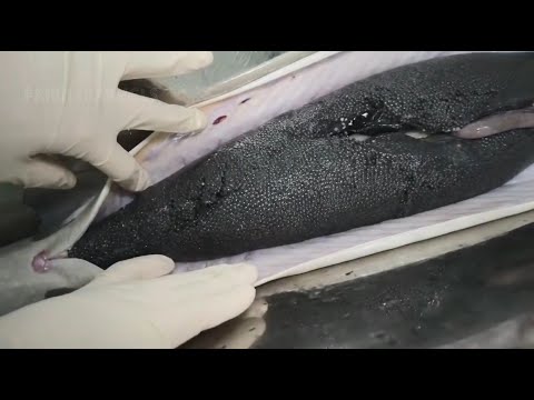 AMAZING Caviar Production: How The World's Most Expensive Caviar is Made