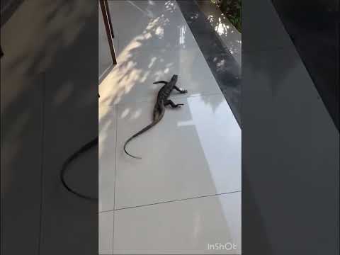 Bhag Bhag DK Bose đđ