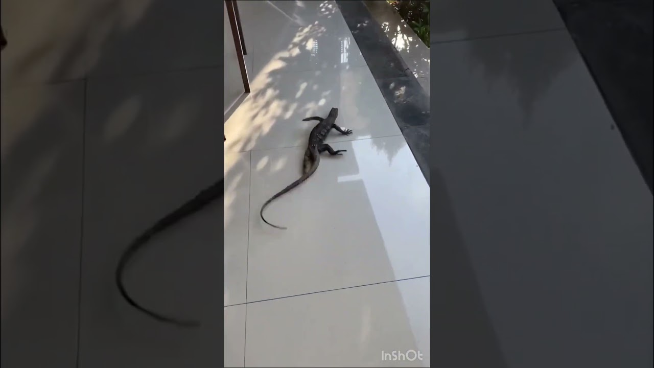 Bhag Bhag DK Bose 😂 | Hilarious Viral Short Video