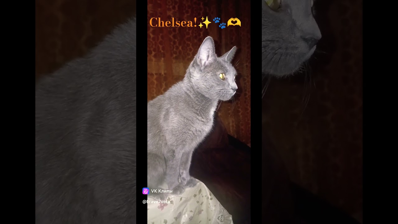 Позови Меня С Собой!🙏😇😻 #кошкачелси #челсикошка #челси #моякошка #красиваякошка #cat #кошки