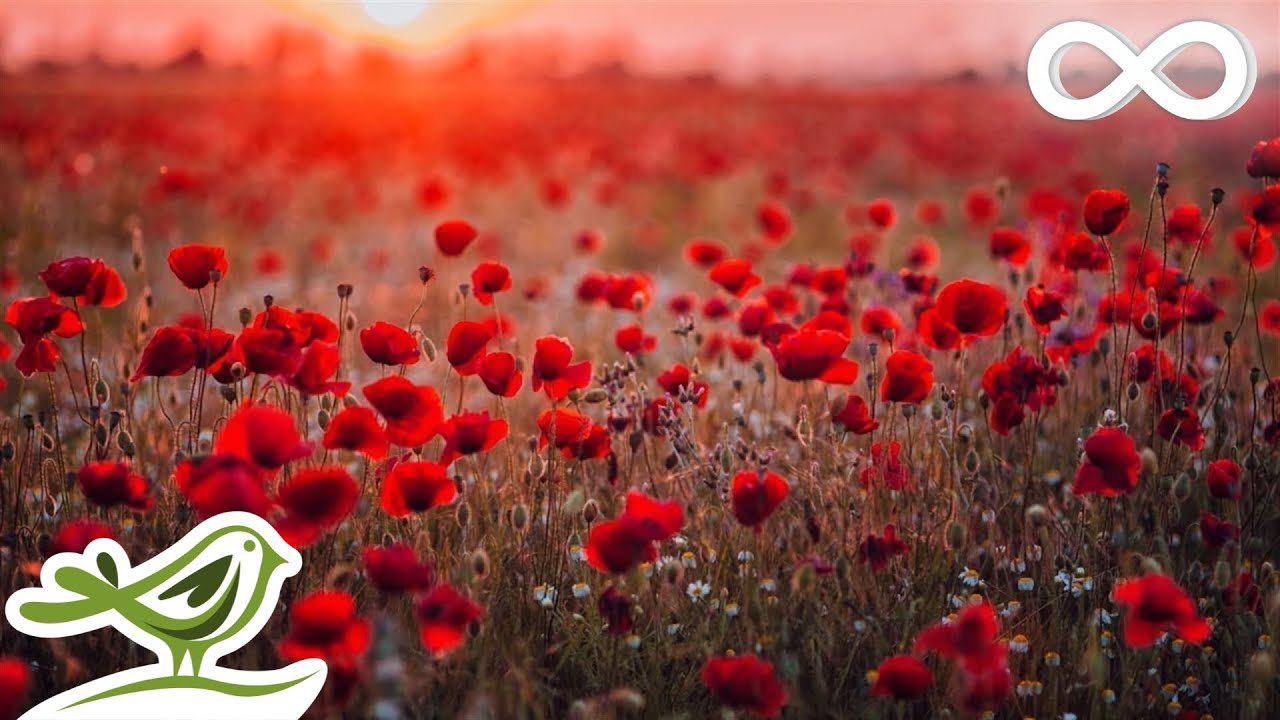 Rose Petals: Romantic & Relaxing Piano by Peder B. Helland