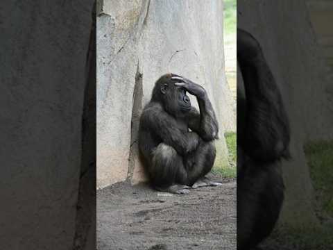 mau ketawa takut dosa video lucu bikin ngakak hiburan warga62 #funny #lucu #hiburan