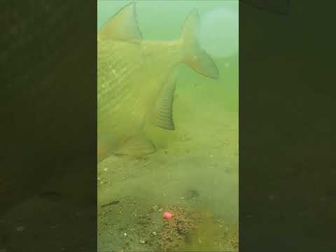 Лещ на флэт Подводная съемка #shorts #fishing #рыбалка
