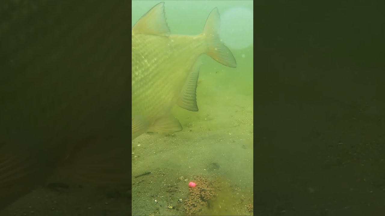 Улов на флэт — Подводная съемка рыбалки 🎣