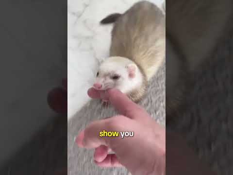The World's Sweetest Killer :The Weasel