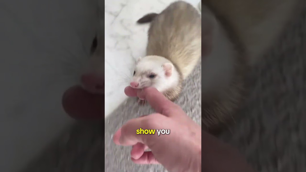 The World's Sweetest Killer: The Ferret 🐾