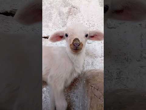 خروف صغير ينادي أمه صوت جميل baby sheep #cute